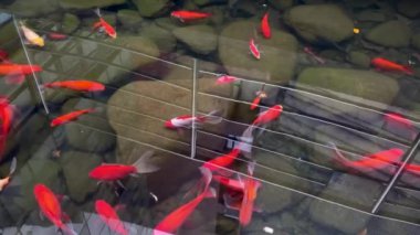 Su bahçesinde yüzen koi balığı, süslü sazan balığı, koi balığı, gölette yüzen koi balığı. İzole arka plan siyahtır. Süslü sazan balığı veya koi balığı kırmızı, turuncu balıktır..