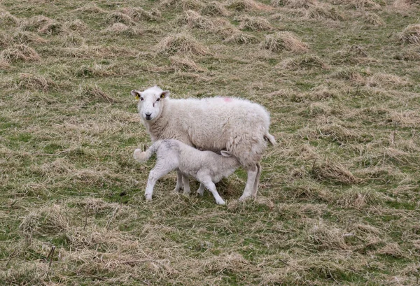 Får Fält Med Sin Nyfödda Lamm Diande Mjölk Förenade Kungariket — Stockfoto