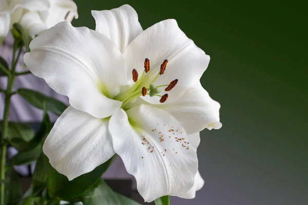 Zamknij Biały Kwiat Lilii Zielonym Tle — Zdjęcie stockowe