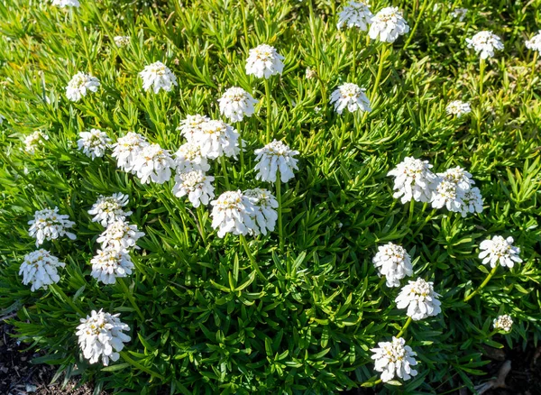 Malé Bílé Kytky Evergreen Květ Kroužící Iberis Sempervirens Patří Čeledi — Stock fotografie