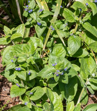 Brunnera macrophylla, Sibirya bugloss, büyük unutma, largeleaf brunnera veya kalp, çiçekli bitki Hodangiller ailesindeki familyasından bir.