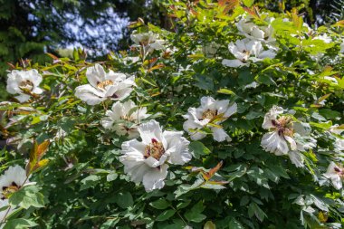 Beyaz çiçekli şakayık çalısı