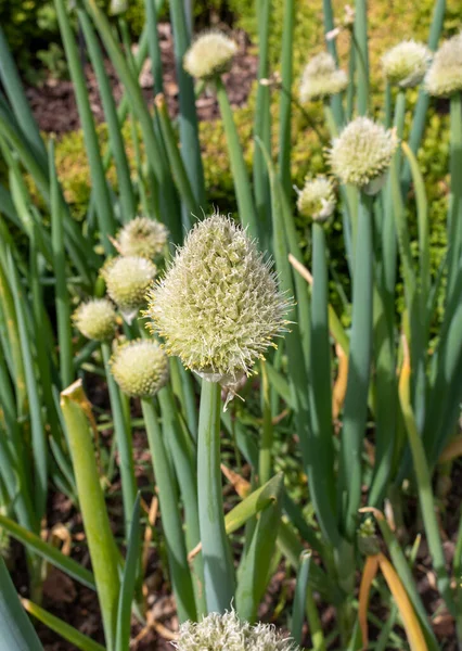 Cebollas Galesas Primaverales Allium Fistulosum Flower —  Fotos de Stock