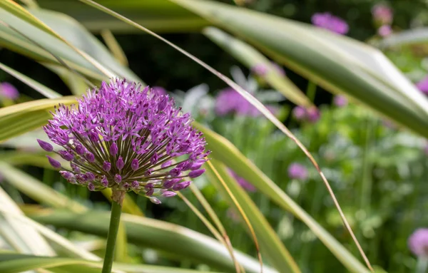 Fialové Cibule Allium Alliaceae Detailní Záběr Květů Allia Letním Období — Stock fotografie