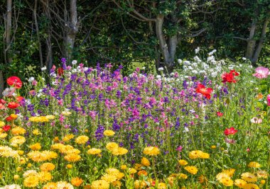 Gardening. The bright yellow, red, pink, purple flowers in the garden