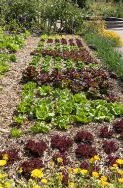 Genç kırmızı ve yeşil marul bitkileri. Bahçedeki genç bitkiler.