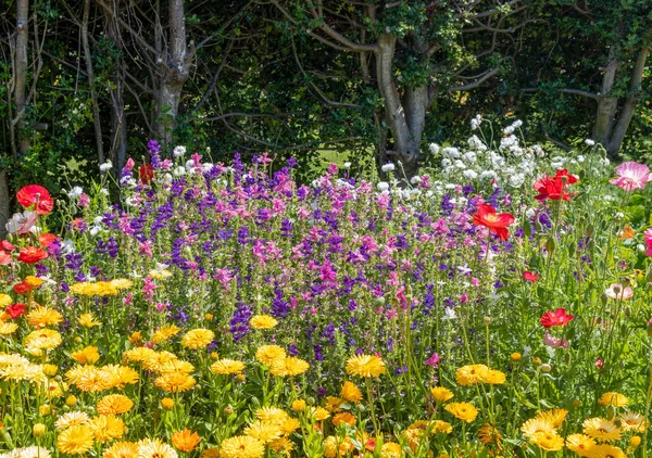 Gardening Bright Yellow Red Pink Purple Flowers Garden — 스톡 사진