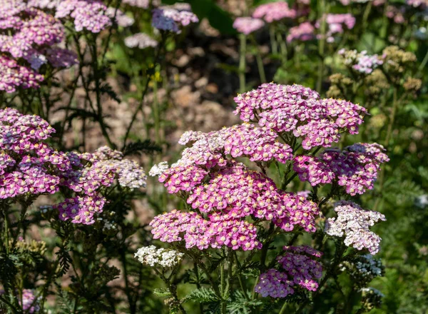 Blooming Achillea Millefolium Also Known Yarrow Milfoil Flowerbed — Stock fotografie