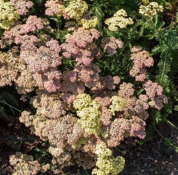 Yarrow Queen Anne Lace Asteraceae家族的一员 — 图库照片