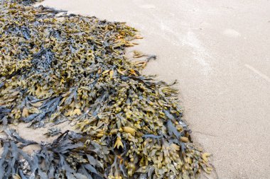  İrlanda 'da bir sahilde yosun. İrlanda Denizi kıyısında.