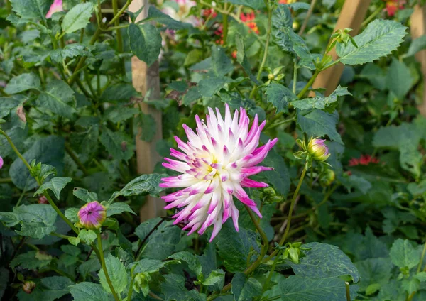 Dahlia Aussi Appelée Asteraceae Famille Fleurs Rose Dicotylédone Dans Lit — Photo