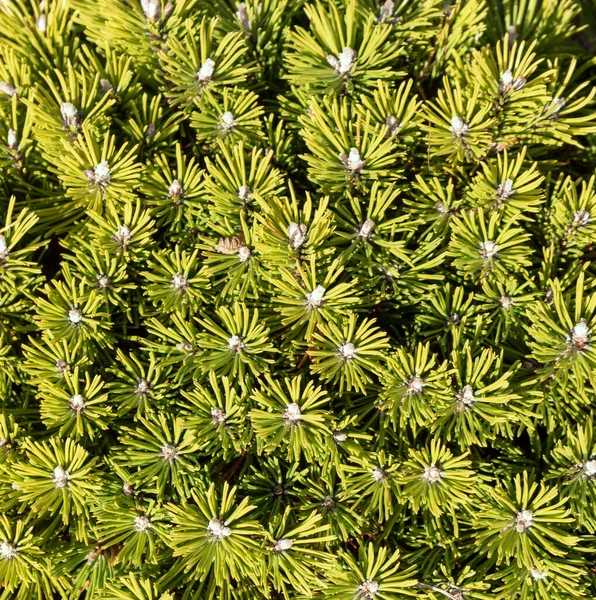 Fond Naturel Vert Texture Naturelle Plante Gros Plan — Photo
