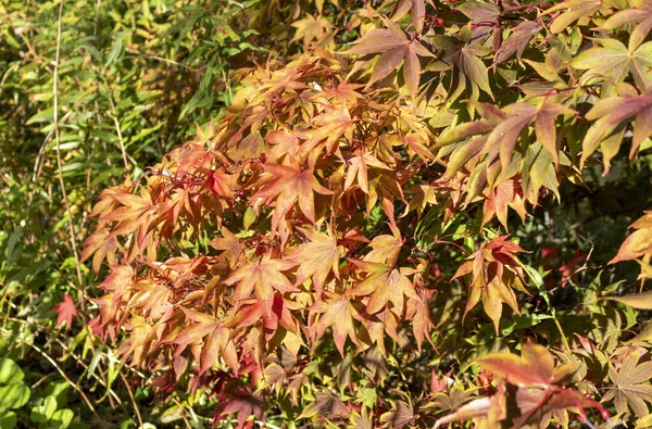 Autumn Yellow Leaves Tree — Stock Photo, Image