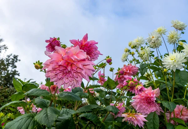 Dahlia Ook Wel Asteraceae Genoemd Familie Van Dicotyledonous Roze Bloemen — Stockfoto