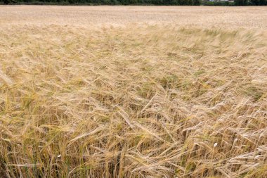  Olgunlaşan buğday tarlalarının arka planı.