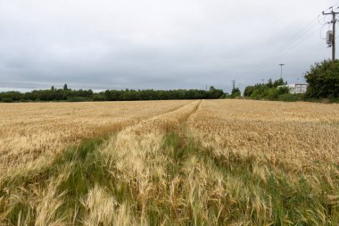 Yazın buğday tarlası. Olgunlaşan buğday tarlalarının arka planı.