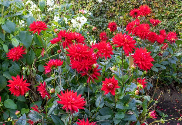 Dahlia Aussi Appelée Asteraceae Famille Fleurs Rouges Dicotylédones Dans Lit — Photo