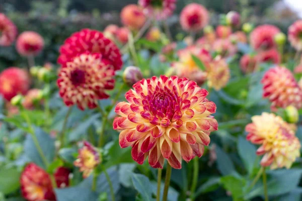 Dahlia Aussi Appelé Asteraceae Famille Des Dicotylédones Rose Fleur Jaune — Photo