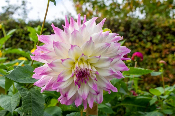 Dahlia Aussi Appelée Asteraceae Famille Fleurs Rose Dicotylédone Dans Lit — Photo