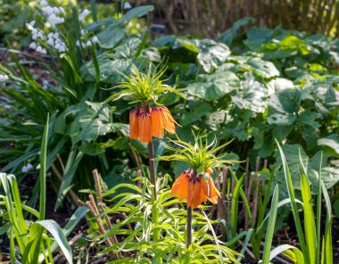 fritillaria imperialis rubra ortak adı taç Imperial