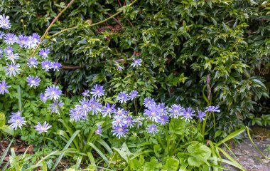 Bir grup Anemone Blanda İlkbaharda çiçekler içinde