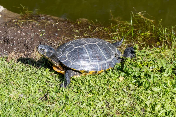 Grote Schildpad Het Groene Gras — Stockfoto