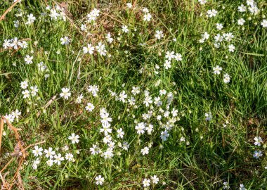 Çimlerde beyaz bahar çiçekleri. Vahşi doğa arka planı