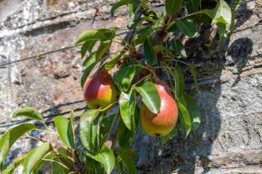 Branch with pears of Pyrus communis tree