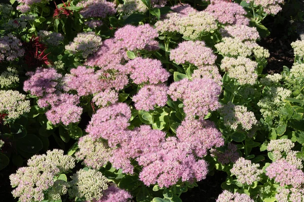 Sedum Spectabile Flowers Flowering Plant Stonecrop Family Crassulaceae — Stock fotografie