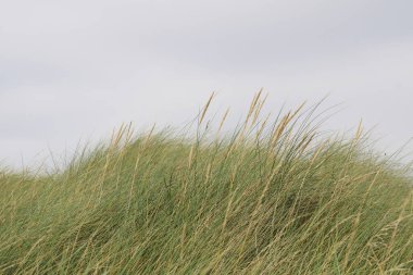 Rüzgardaki ot. İrlanda kıyıları.