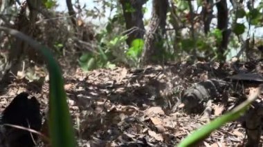 Türkiye'de koruma kendi yuva ve yumurta