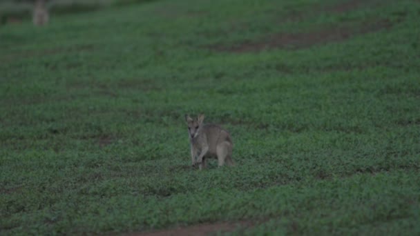 Wallaby está en cámara lenta. — Vídeo de stock