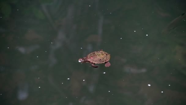 Pequeña tortuga nadando hasta el fondo — Vídeo de stock