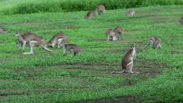 Grupo de Wallabies em um campo de grama — Vídeo de Stock
