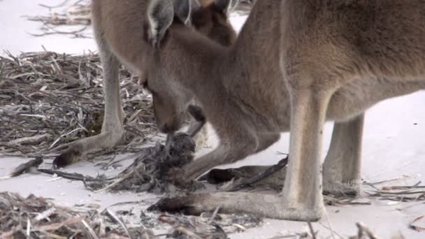 Kangaroos eating in slow motion a death bird — Stock Video