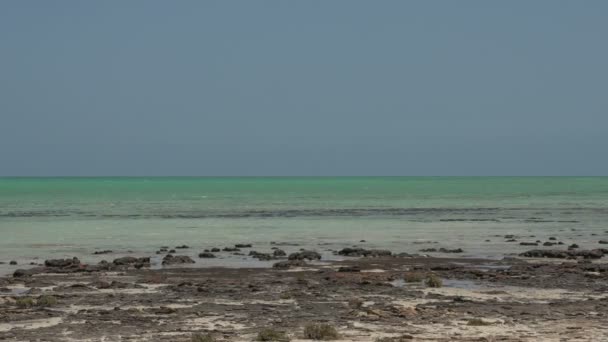 Stromatolites modernes paysage et la mer — Video