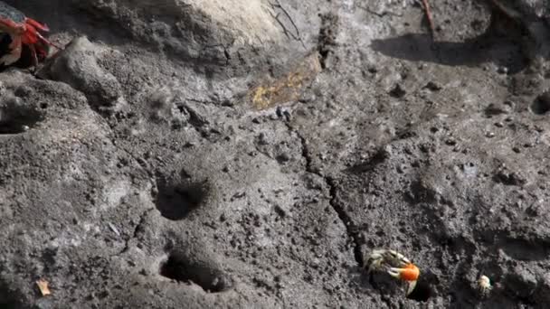 Little crab afraid of big red crab on the rock — Stock Video