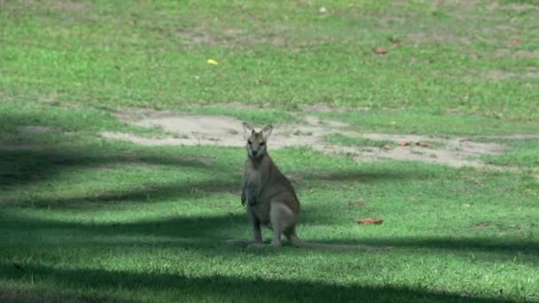 El pequeño Wallaby mirando hacia la cámara — Vídeo de stock