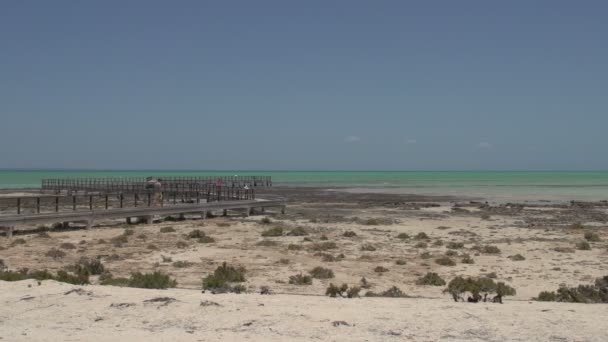 Modern stromatolites landscape — Stock Video