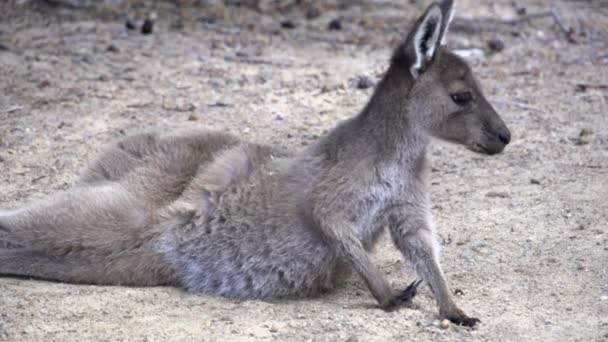 Baby kangoeroe opstaan en springt weg — Stockvideo