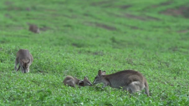 Grupo de Wallabies en un campo de hierba — Vídeo de stock