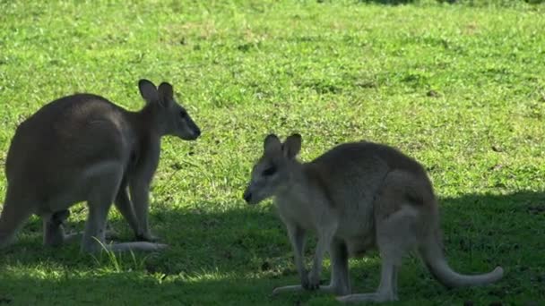 Irmawallabie weg springen — Stockvideo