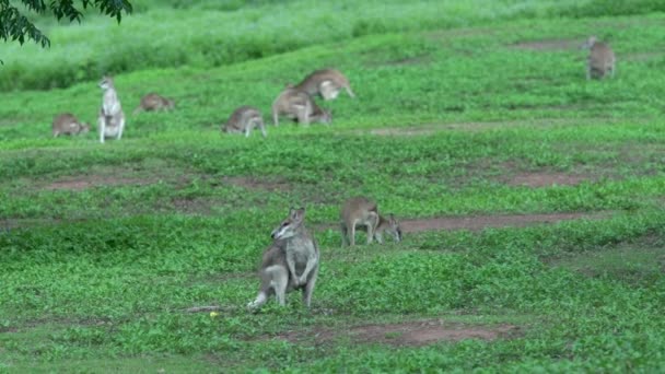 Велика група Wallabies їсть траву — стокове відео