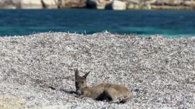 Bebek kanguru rahatlatıcı