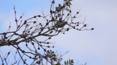 ağır çekimde uçup kuş