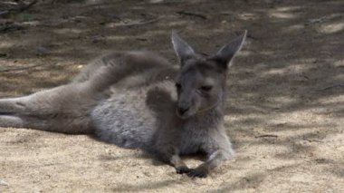 kanguru