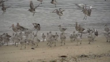 açılış kocagöz düdükçün kuşları
