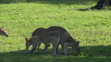 çim yeme wallaby
