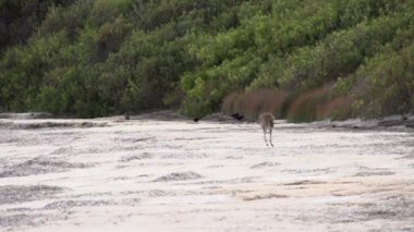 Kanguru atlama