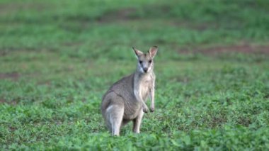 Ağır çekim kamera isteyen anne ve genç Wallaby